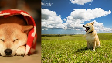 來自柴犬界的小鮮肉「MARU丸太郎」，治癒你一整天煩悶的心情