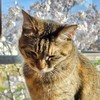 エボニー 1125 ふぁふぁわたぁめばくだん