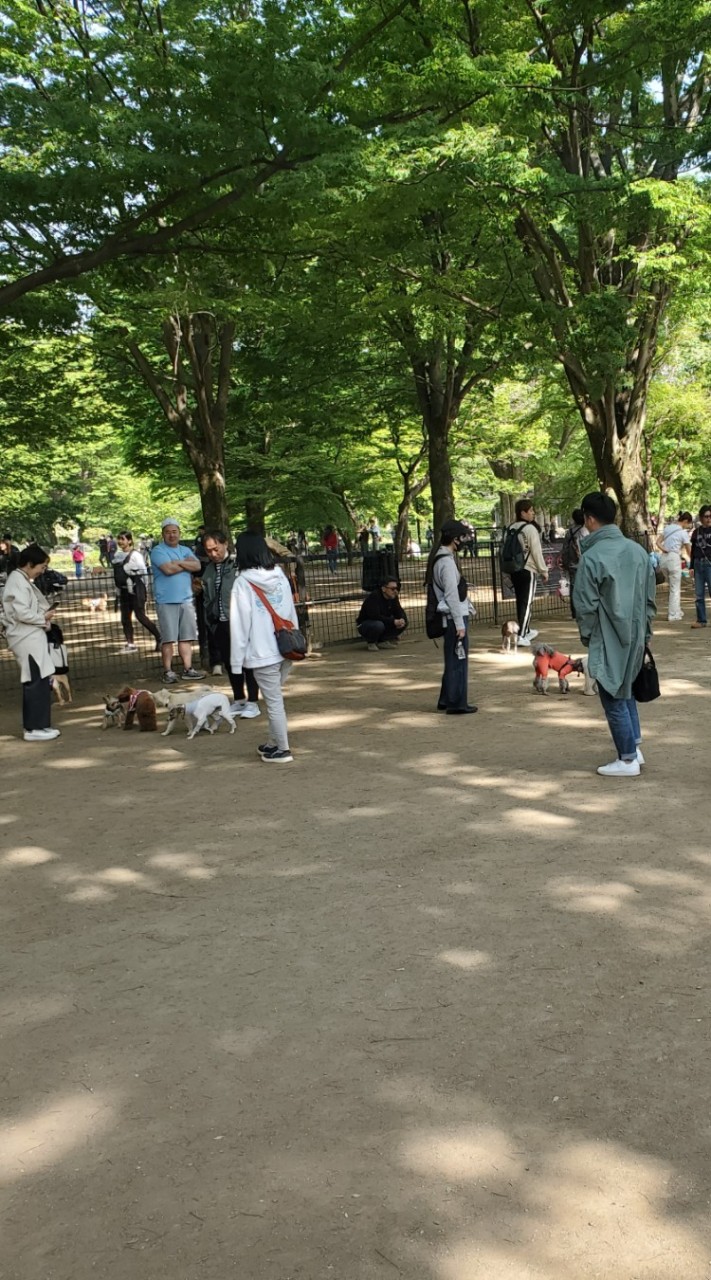 🐶🐾代々木公園ドックラン　#犬友 #オフ会 #お見合い #東京都 #渋谷区