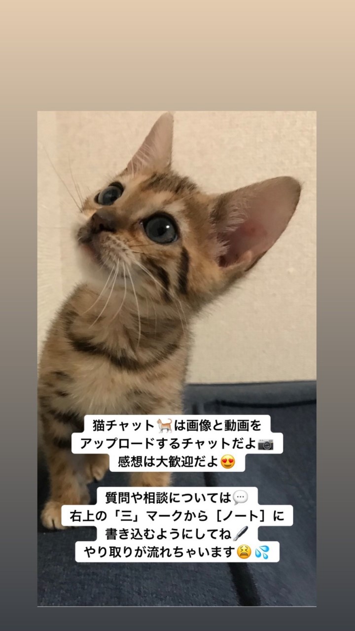 猫チャット🐈 猫の動画/画像をシェアしましょう😸 雑談 OpenChat