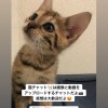 猫チャット🐈 猫の動画/画像をシェア