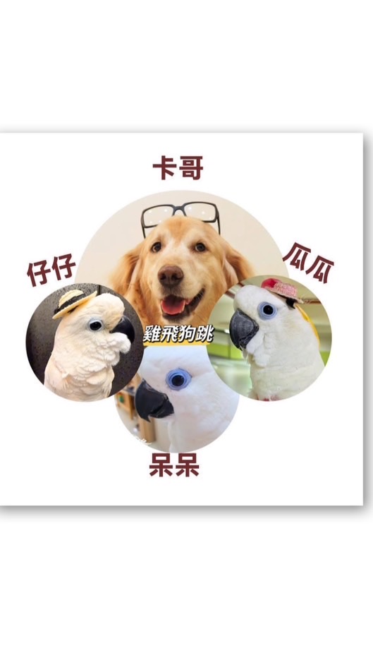 台北鸚鵡鳥友圈
