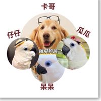台北鸚鵡鳥友圈