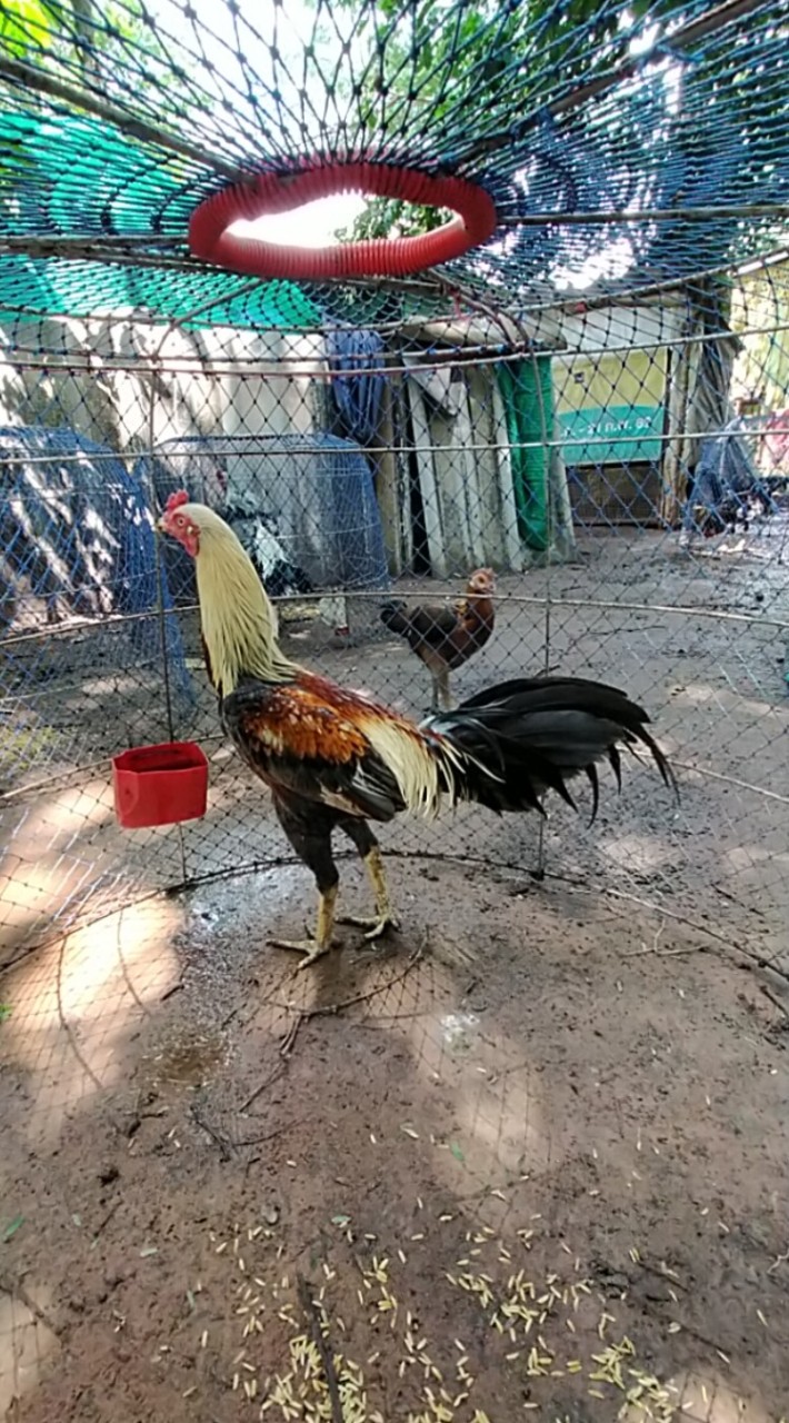 ตลาดซื้อขายไก่ชนชัยภูมิ