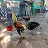 ตลาดซื้อขายไก่ชนชัยภูมิ