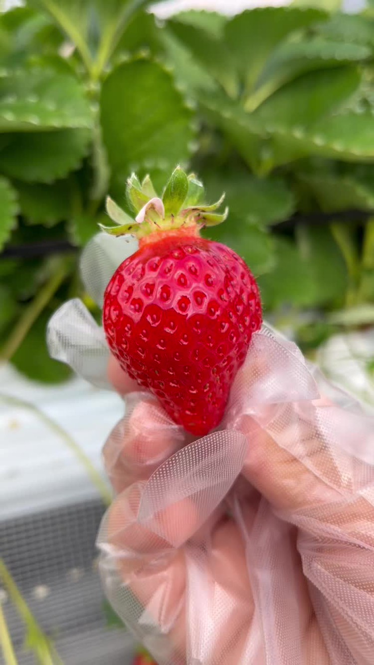 写真 らいおん果実園 ライオンカジツエン 吹田 筑前山家駅 いちご狩り By Line Place