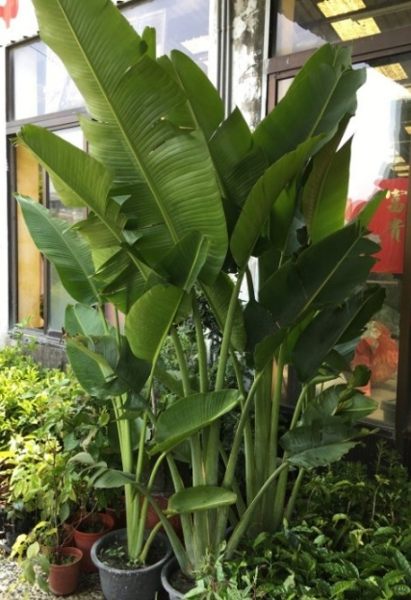 花花世界_襯景植物--旅人蕉--常綠草本植物/一尺盆/2米高 /Ts