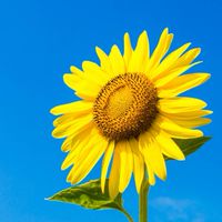 🌻メンタル精神疾患30才以上🌻癒しと笑顔