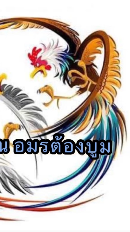 ซุ้มไก่ชน อมรต้องบูม แปดริ้ว