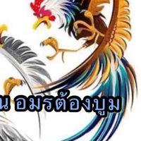 ซุ้มไก่ชน อมรต้องบูม แปดริ้ว