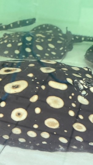 X小小魟魚買賣