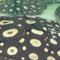 X小小魟魚買賣