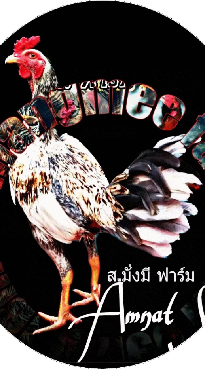ส.มั่งมี ฟาร์ม ไก่ชนสายเลือดเงินล้าน