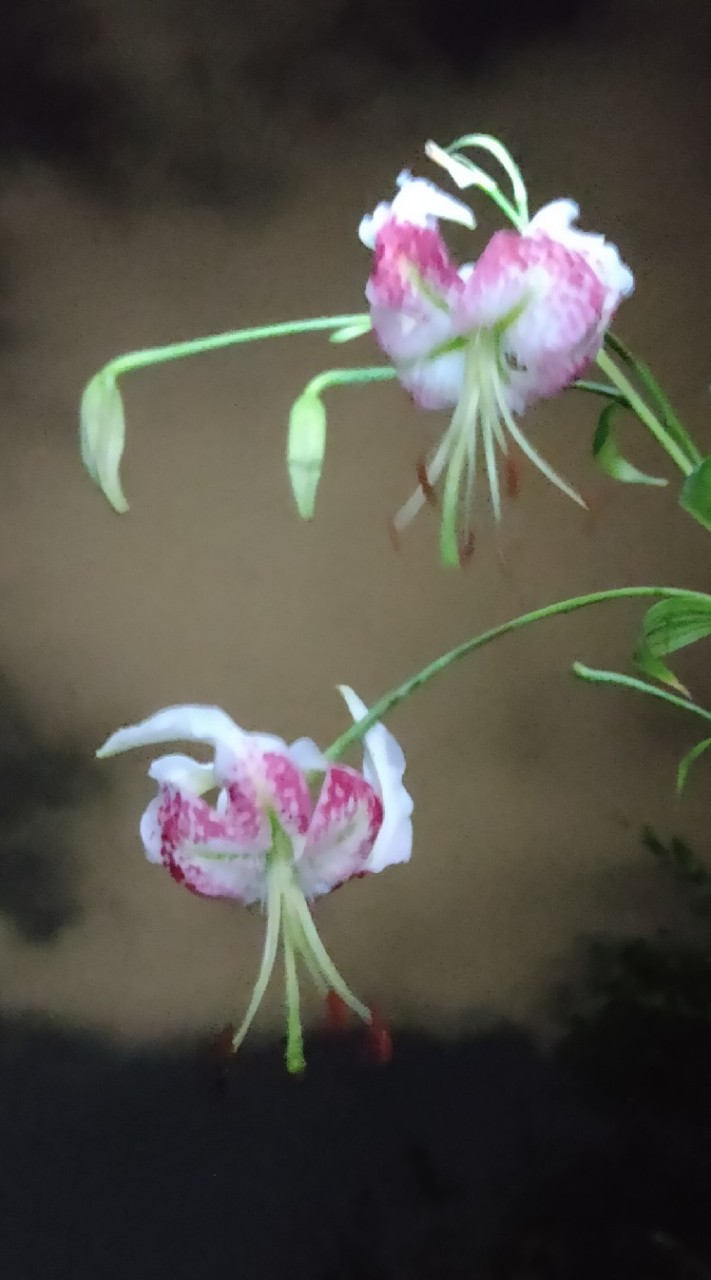 尋芳問柳【非情色】有關植物之相關事項