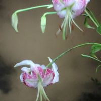 尋芳問柳【非情色】有關植物之相關事項