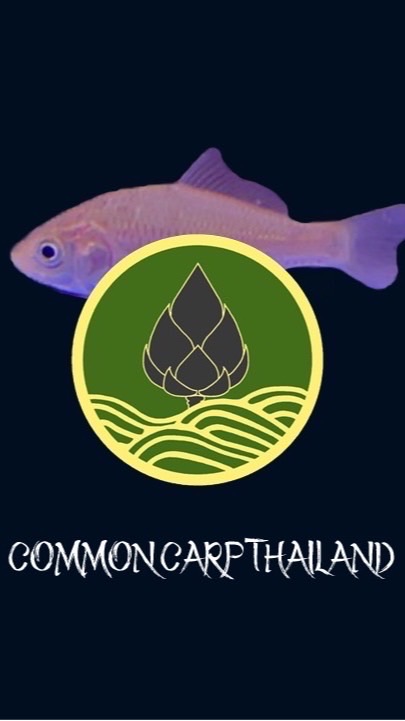 OpenChat ซื้อ/ขายปลา By: Common Carp Thailand