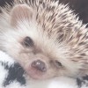 ハリネズミ好き集まれー🦔