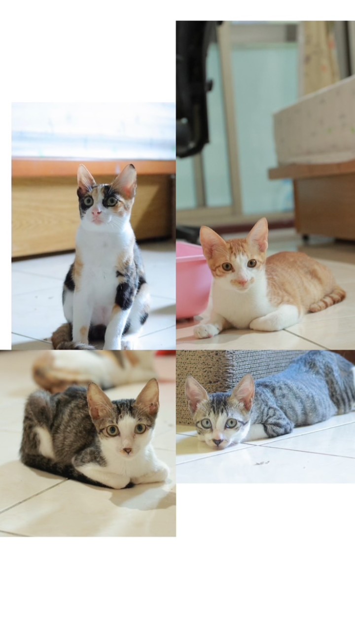 花媽一家人🐱