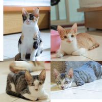 花媽一家人🐱