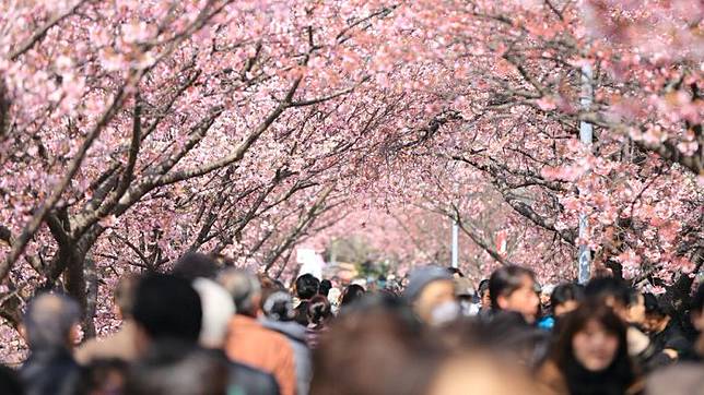 12 Hal Tidak Biasa Yang Kamu Tidak Tahu Tentang Bunga Sakura Di Jepang