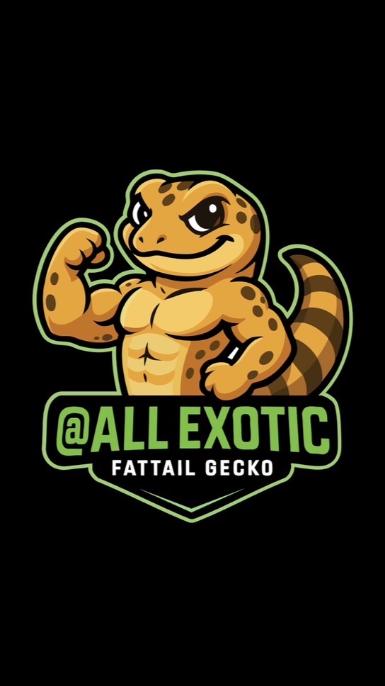 @ALL EXOTIC (FATTAIL GECKO) ตุ๊กแกหางอ้วน