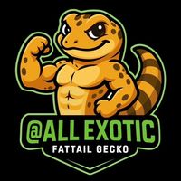 @ALL EXOTIC (FATTAIL GECKO) ตุ๊กแกหางอ้วน