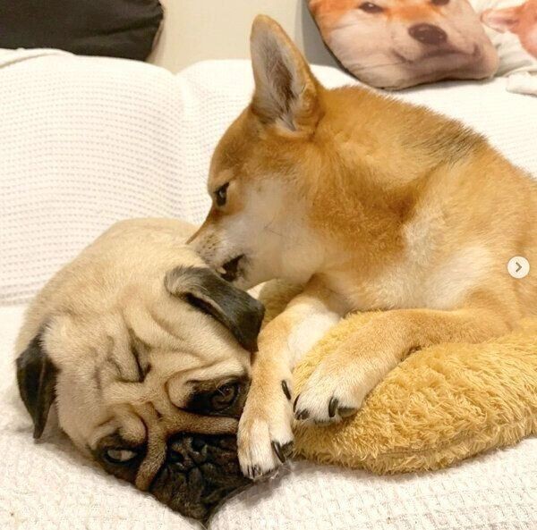 メス犬のおしっこや陰部にまつわるお悩みあれこれ