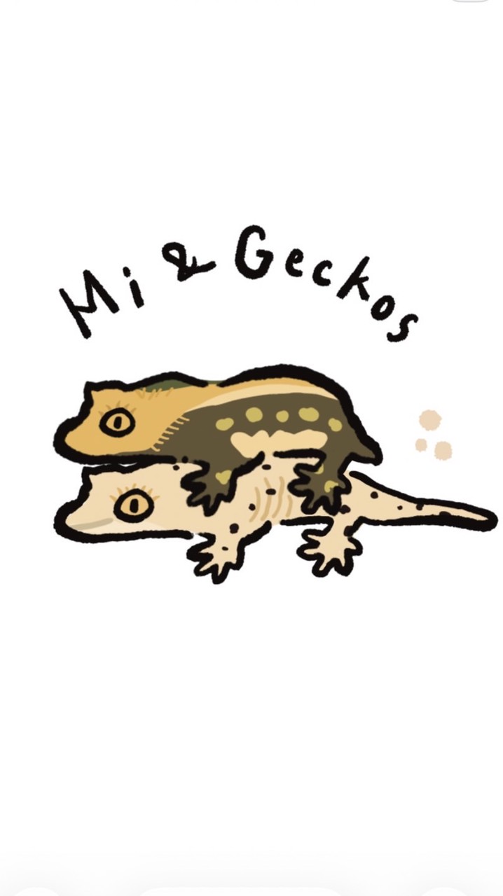Mi & Geckos🦎覓的守宮們
