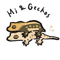 Mi & Geckos🦎覓的守宮們