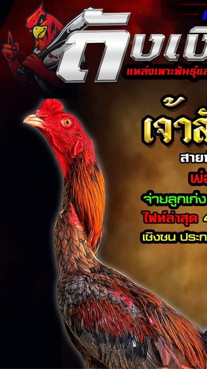 ถังเงิน ถังทองฟาร์ม (เจ้าสัญญาใจ) พันธุกรรมสายแทง