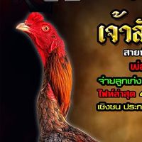 ถังเงิน ถังทองฟาร์ม (เจ้าสัญญาใจ) พันธุกรรมสายแทง