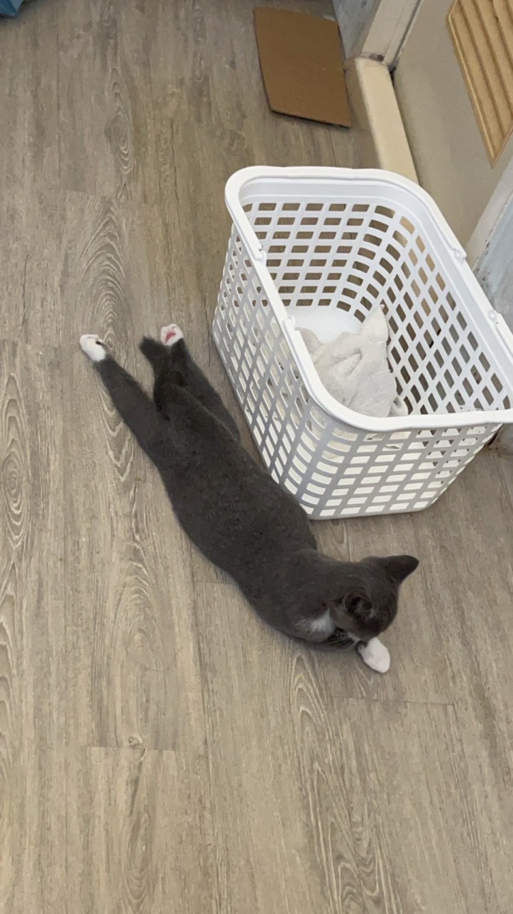 貓咪好物🐈愛貓人士 貓咪物資