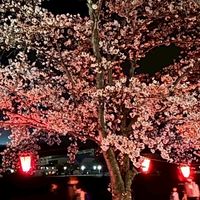 兵庫の真ん中辺で花見や花火、色々とイベントを楽しもう