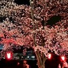 兵庫の真ん中辺で花見や花火、色々とイベントを楽しもう