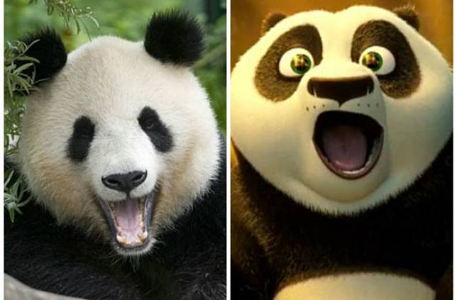 48 Gambar Hewan Panda Yang Cantik Gratis Terbaru