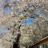 卡本特旅遊團