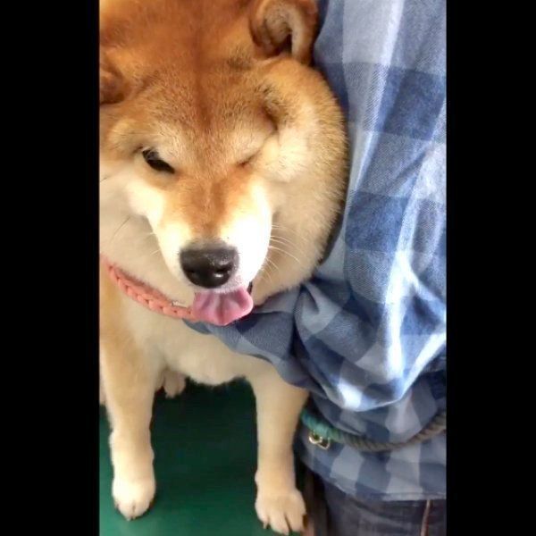 注射を怖がる柴犬 スゴい表情を浮かべるも