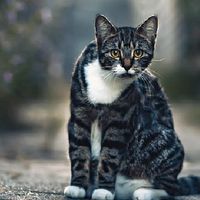 CID 暗夜之貓貼圖區 {Cat in Dark}