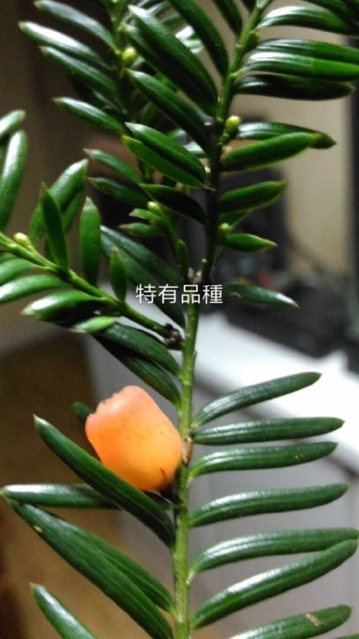 國寶紅豆杉總社群