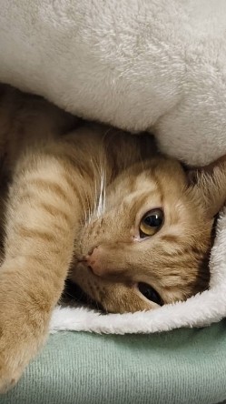 Akaneko橘貓遊戲輔助代購大廳|Ro樂園|Aion2|FF14|POE2|