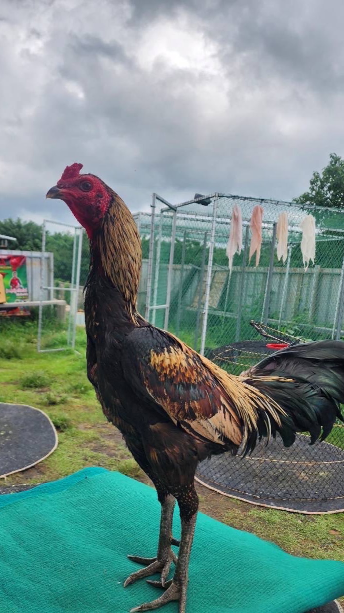 ส.สุริยา 53 (โคราช)