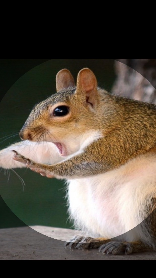 🦨Squirrel〽️กระรอกดงสายเชื่อง