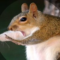🦨Squirrel〽️กระรอกดงสายเชื่อง