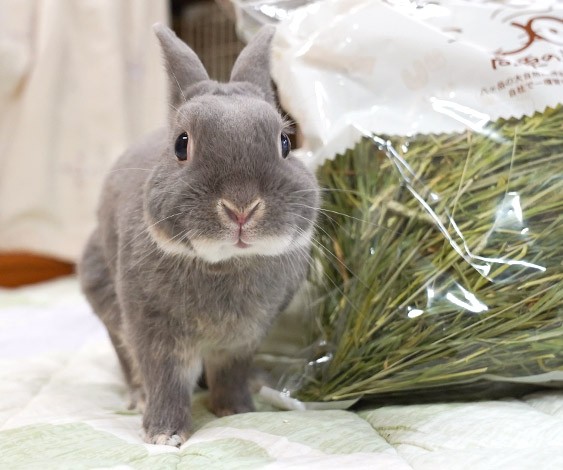 種類がたくさんあるけどオススメは うさぎの主食である牧草について ふうたの飼い主 毎日が発見