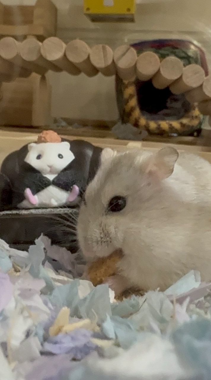 🐭