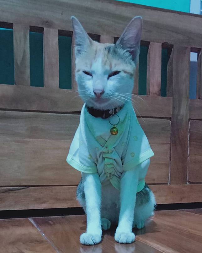 Kucing pakai songkok