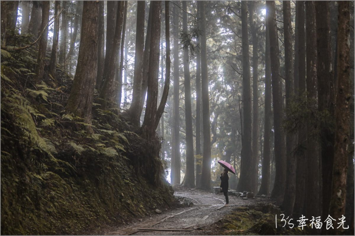 嘉義最美「森林鐵道步道」回歸！懷舊鐵軌＋柳杉樹海仙氣爆棚，週末踏青首選