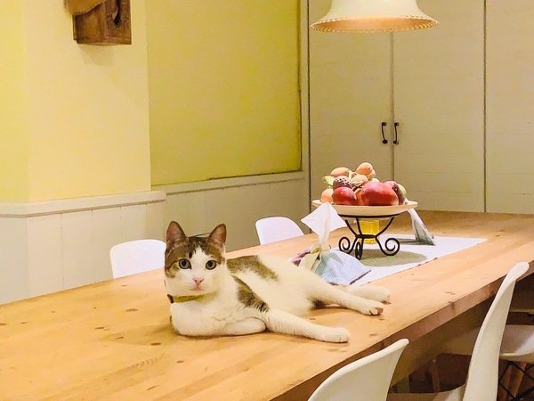 「花蓮旅遊」花蓮租車三天二夜輕旅行自駕遊，盛夏消暑追鯨趣-花蓮永宬租車，老時光燒肉酒肴，欣欣麵館不是麵店，小花公寓民宿與窩WOW青年旅館直擊分享