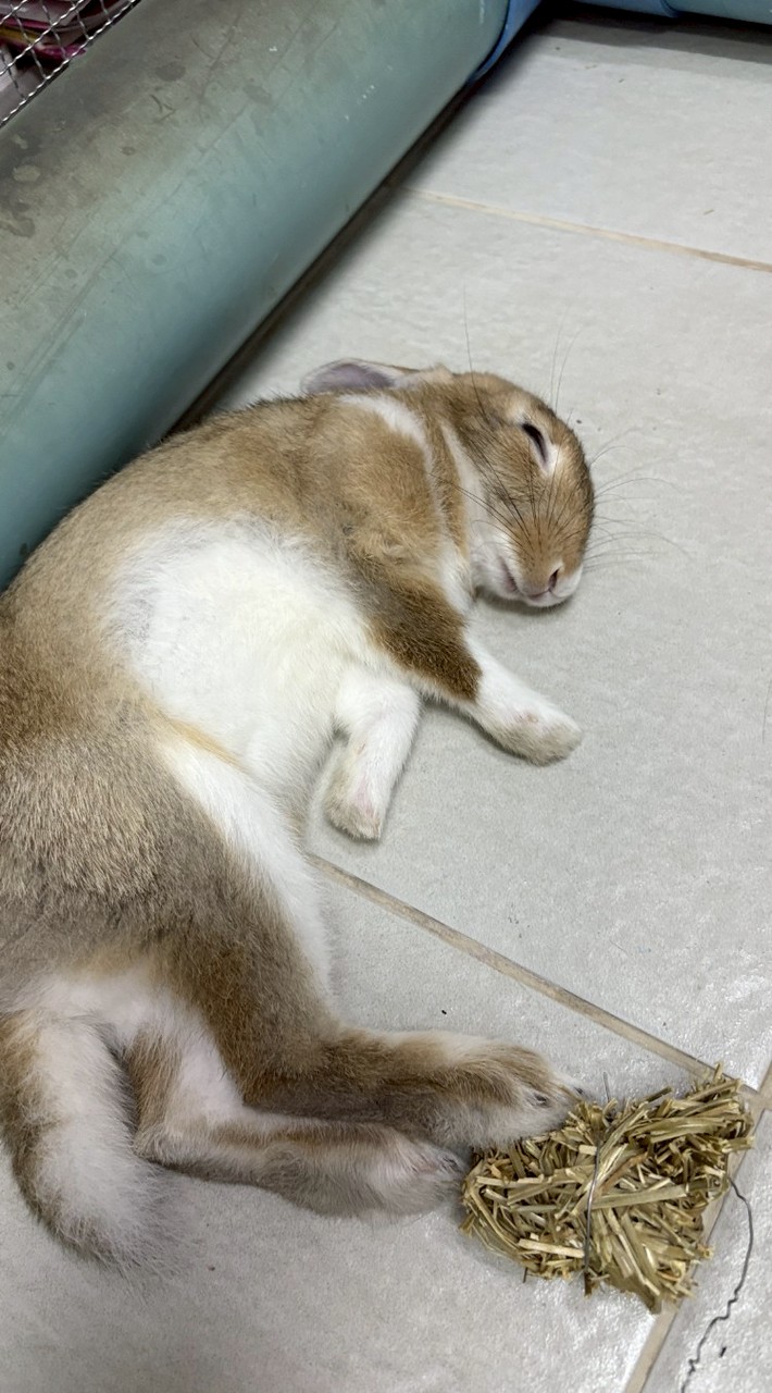 คุยเล่น/คุยเรื่องสัตว์ /เล่นเกม