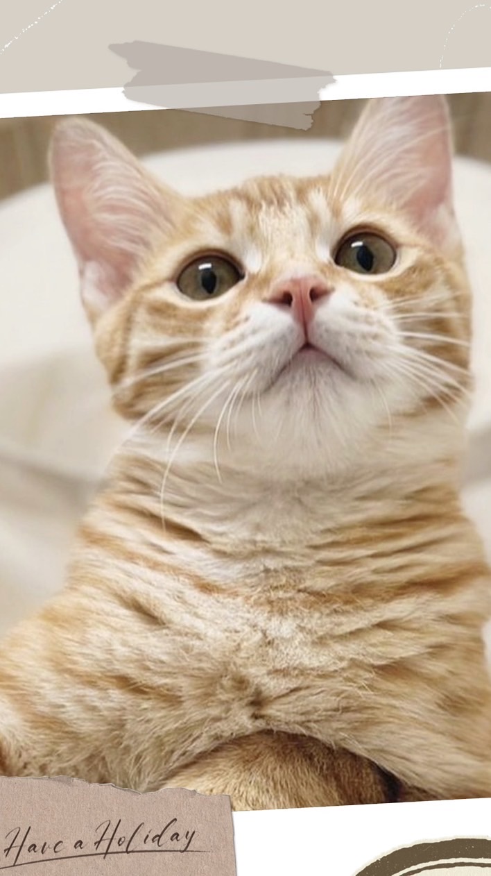 喵星人集合囉🐱友讚起來